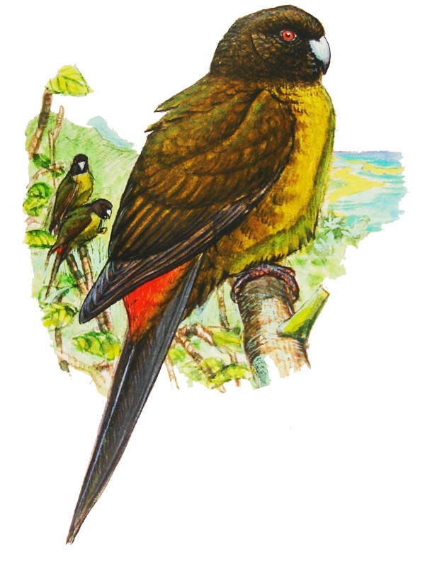 Raiatea Parakeet