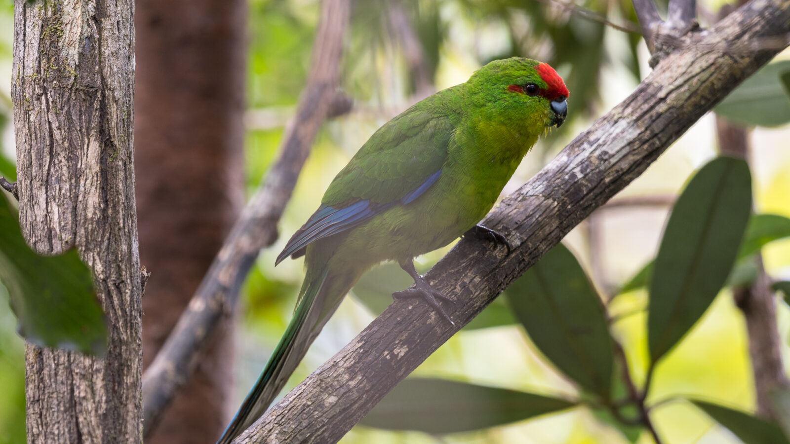 New Caledonian Parakeet