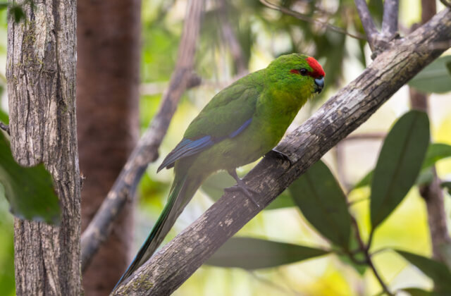 New Caledonian Parakeet