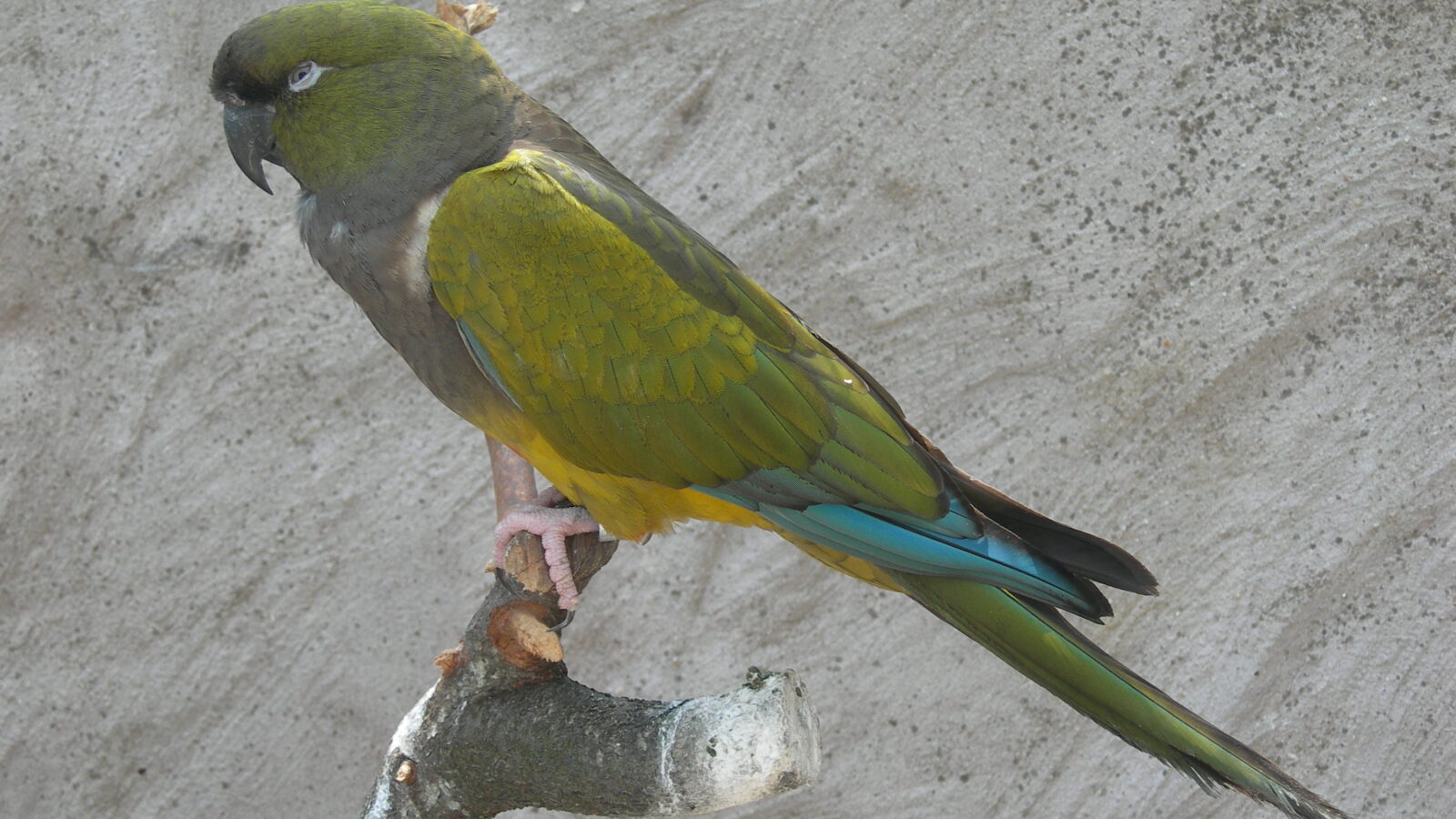 Burrowing Parrot