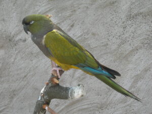 Burrowing Parrot