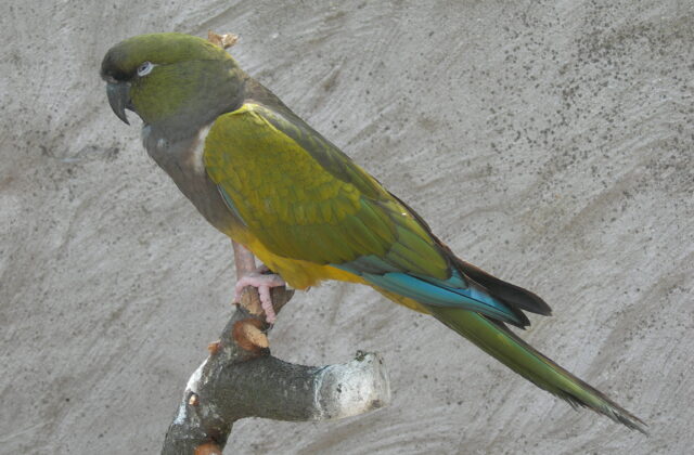 Burrowing Parrot