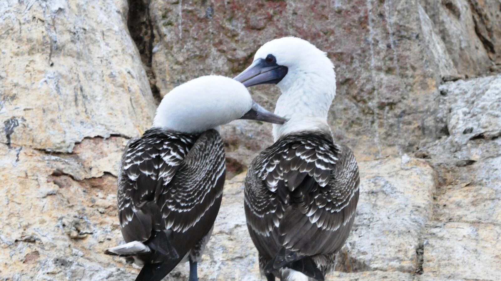 Peruvian Booby