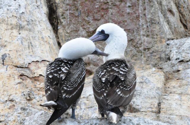 Peruvian Booby
