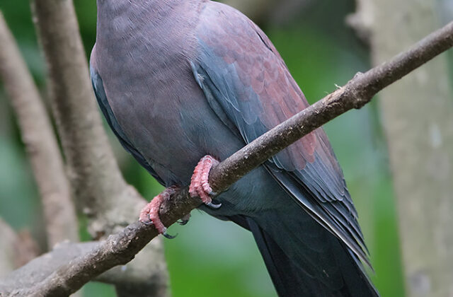 Maranon Pigeon