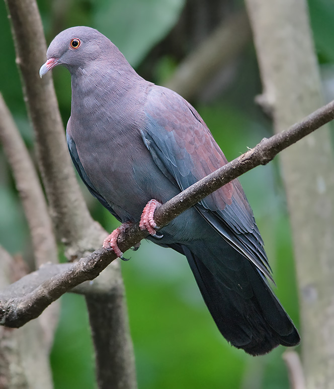 Maranon Pigeon