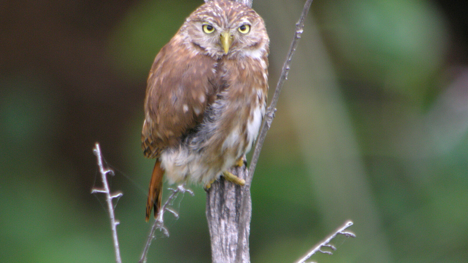 Pacific Pygmy Owl
