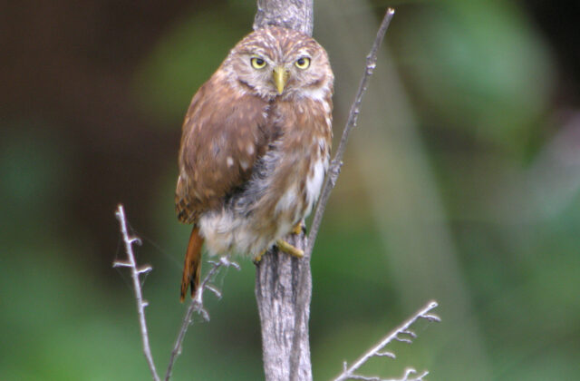 Pacific Pygmy Owl