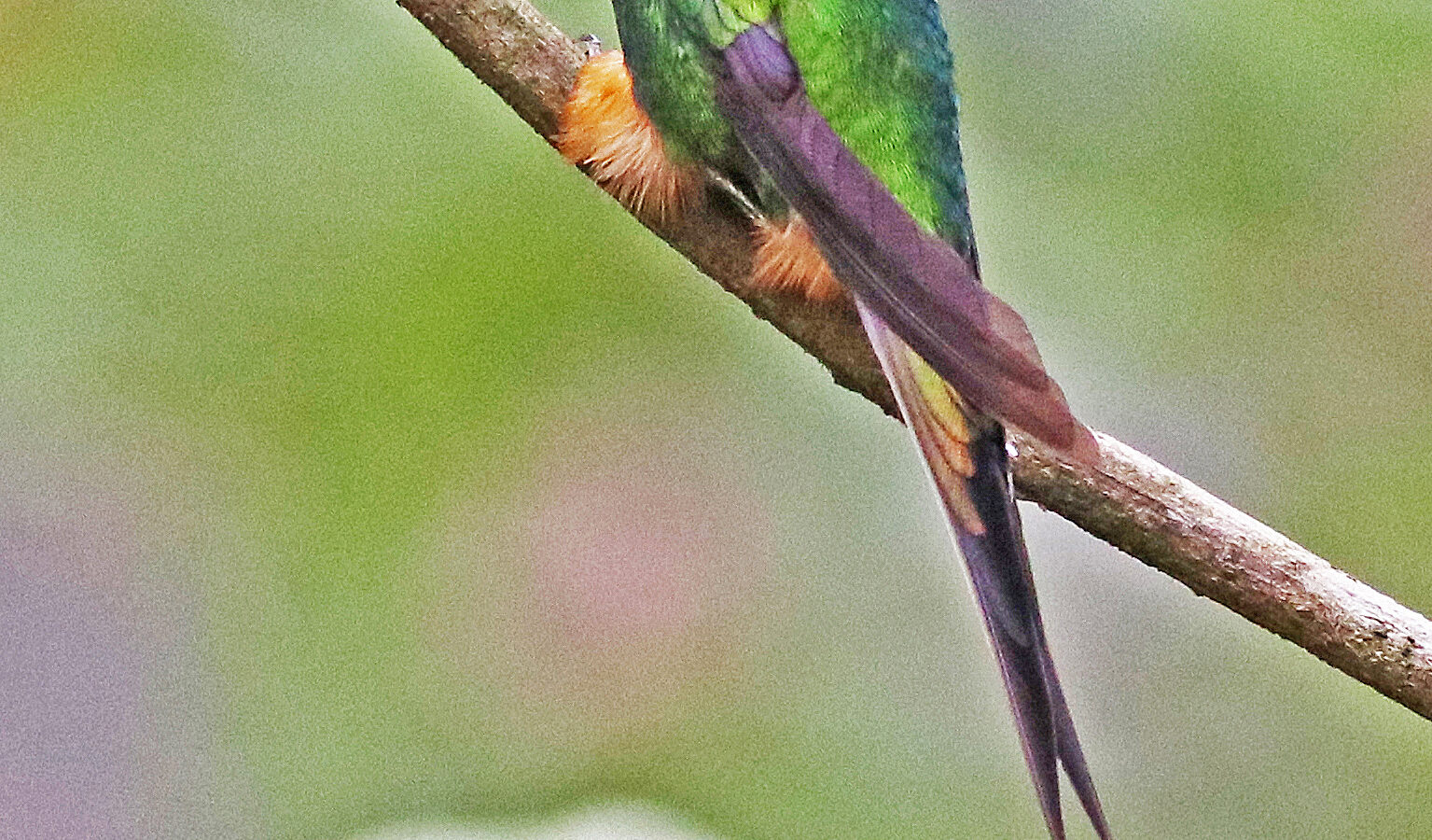 Peruvian Racket-tail