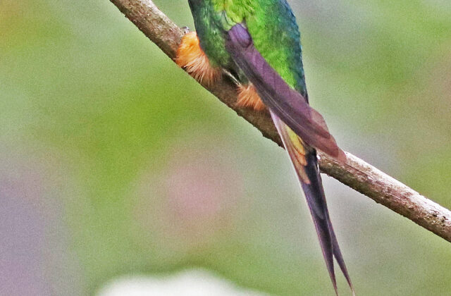 Peruvian Racket-tail