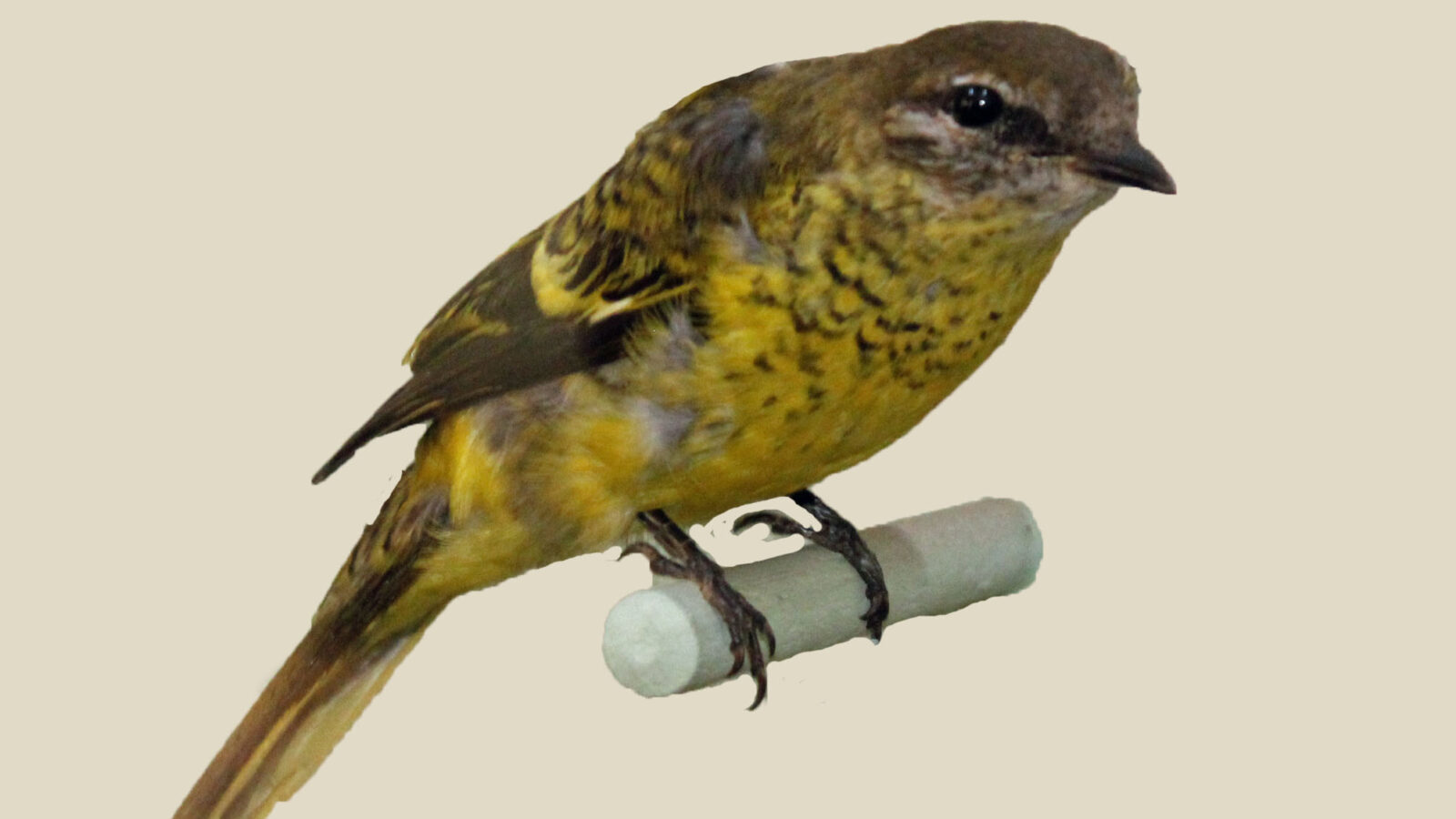 Petit’s Cuckooshrike