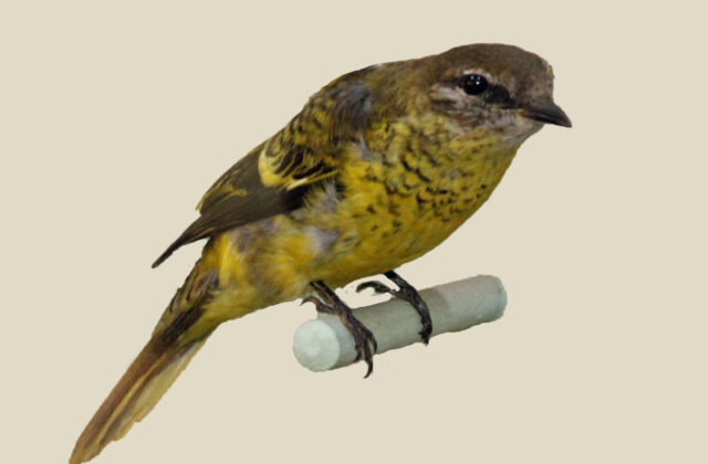 Petit’s Cuckooshrike