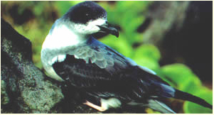 Barau’s Petrel