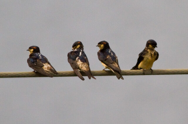 Preuss’s Cliff Swallow