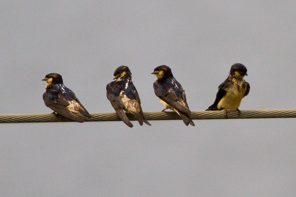 Preuss’s Cliff Swallow