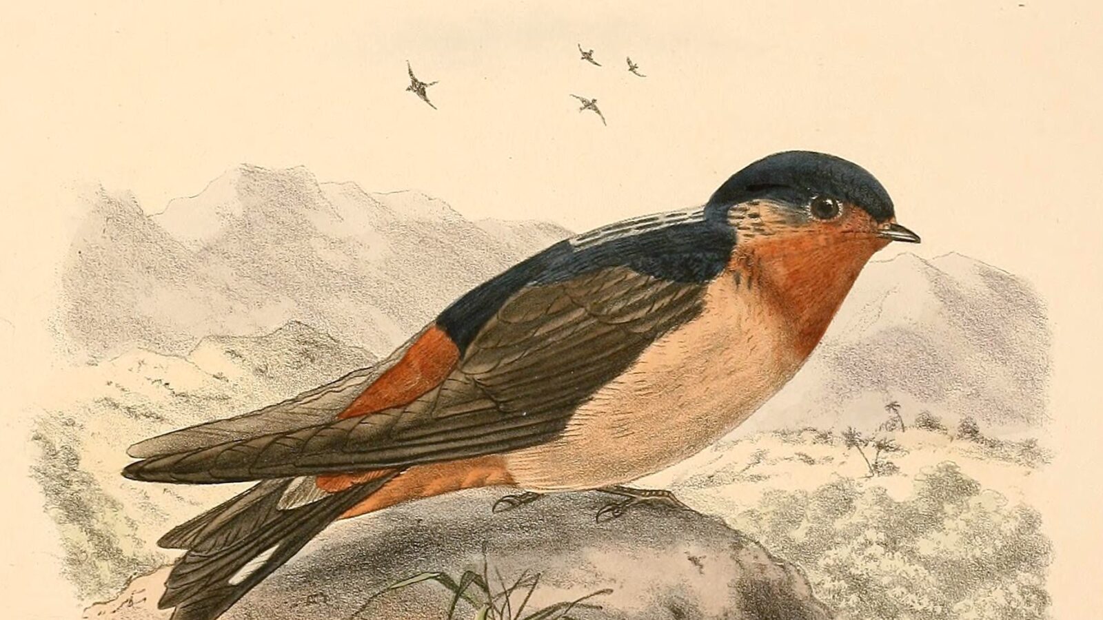 Red-throated Cliff Swallow
