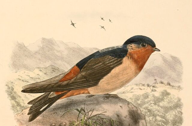 Red-throated Cliff Swallow