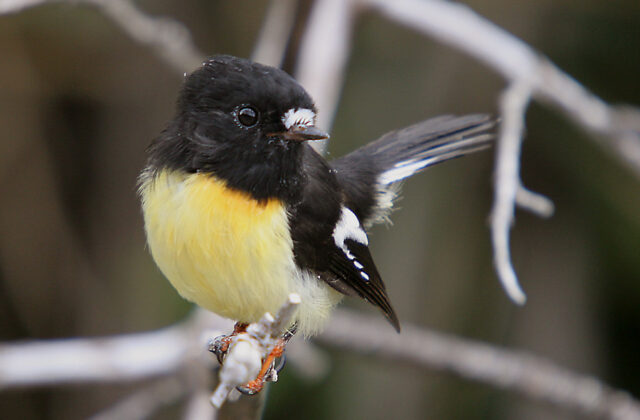 Tomtit