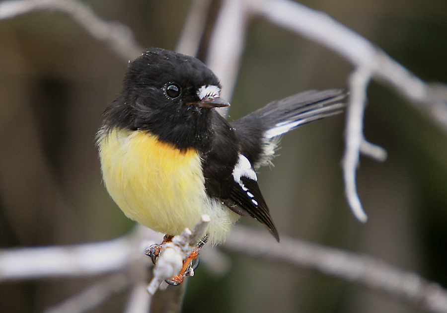 Tomtit