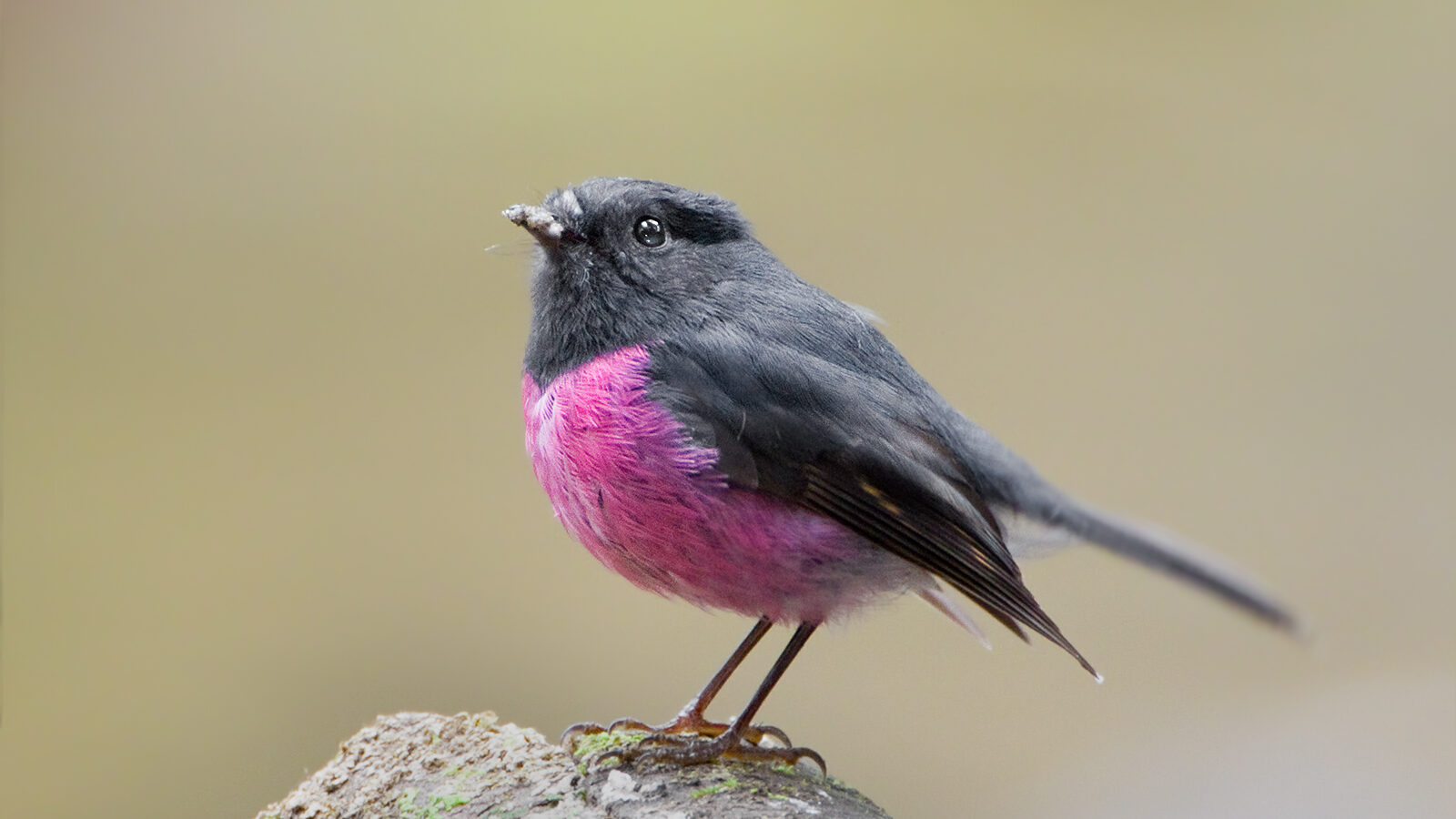 Pink Robin