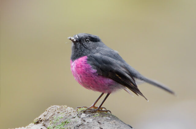 Pink Robin