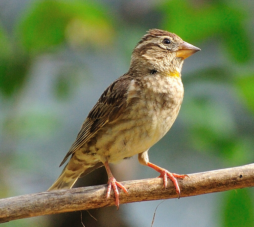 Rock Sparrow