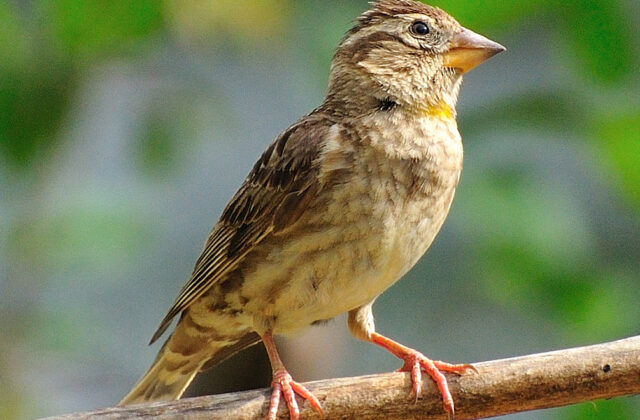 Rock Sparrow