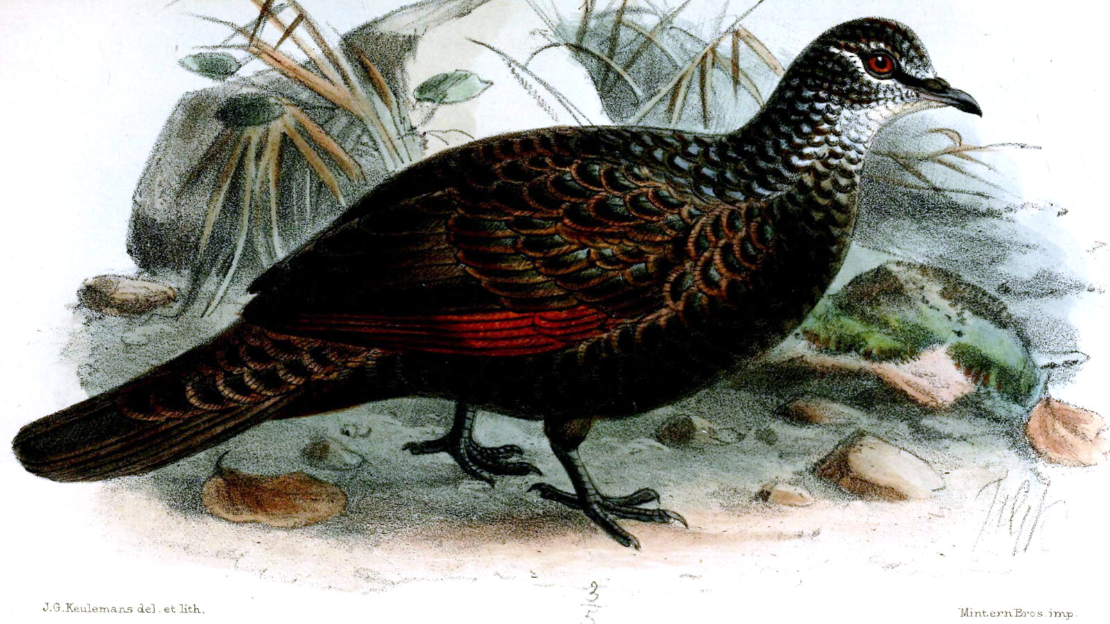 Chestnut-quilled Rock Pigeon