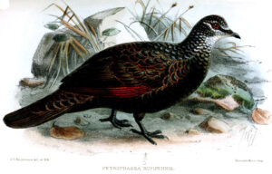 Chestnut-quilled Rock Pigeon