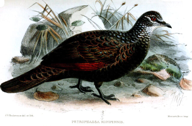 Chestnut-quilled Rock Pigeon