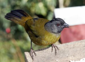 Large-footed Finch