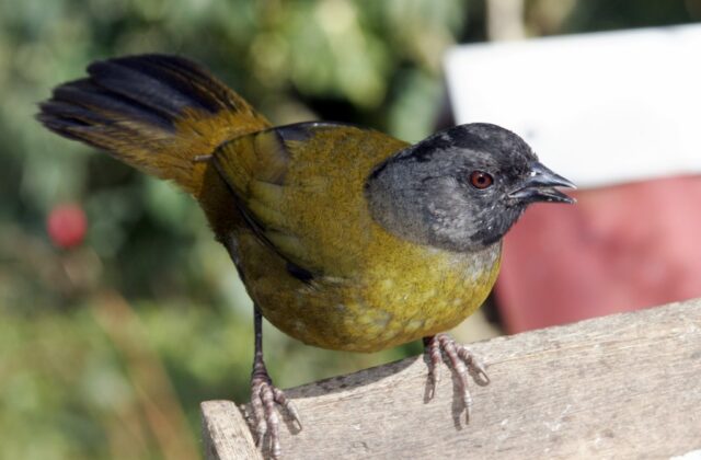 Large-footed Finch