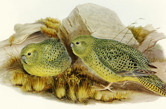 Night Parrot