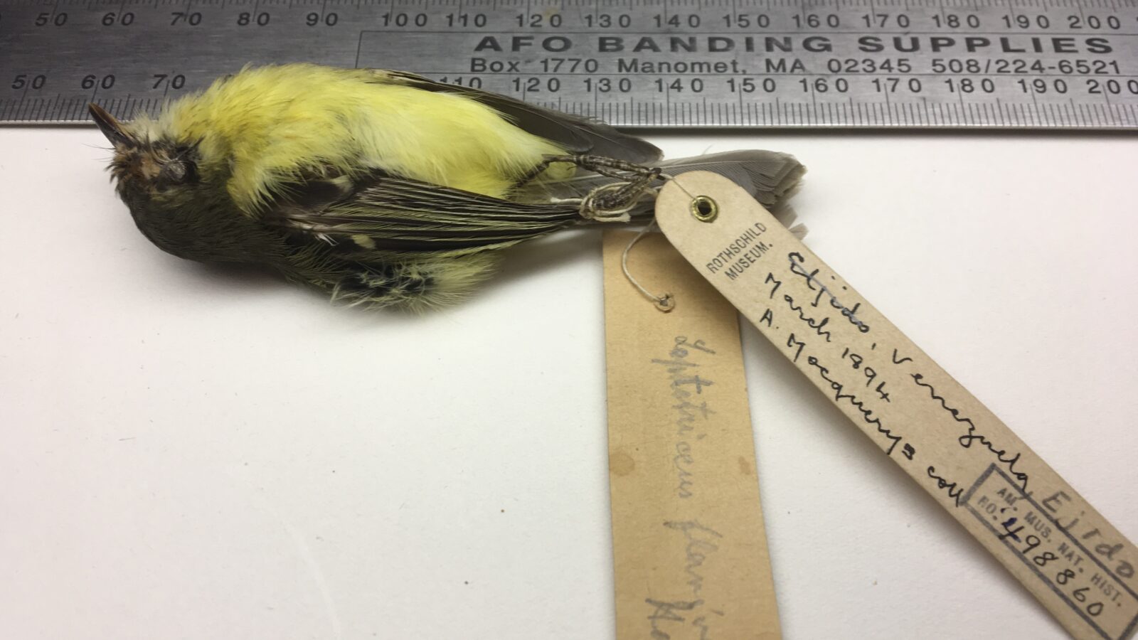 Rufous-lored Tyrannulet