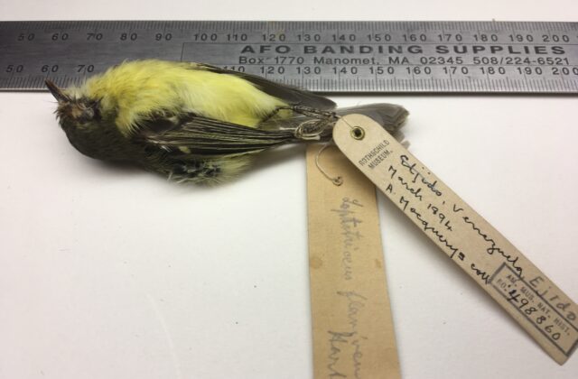 Rufous-lored Tyrannulet