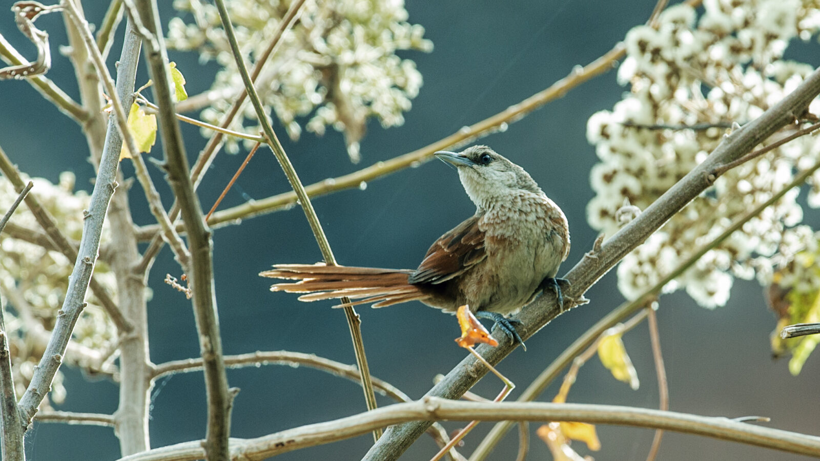 Chestnut-backed Thornbird