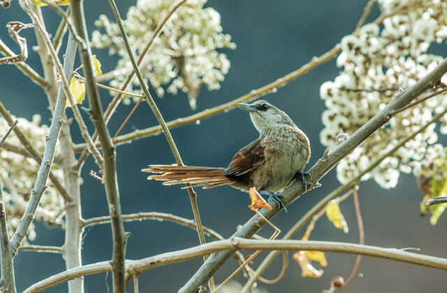 Chestnut-backed Thornbird