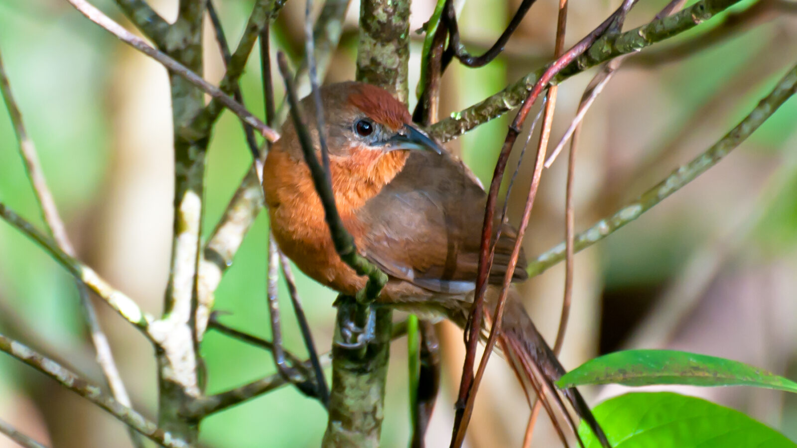 Orange-breasted Thornbird