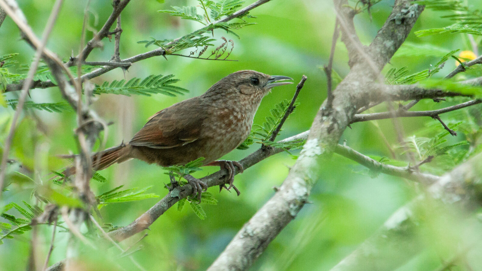 Spot-breasted Thornbird