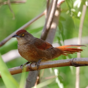 Greater Thornbird