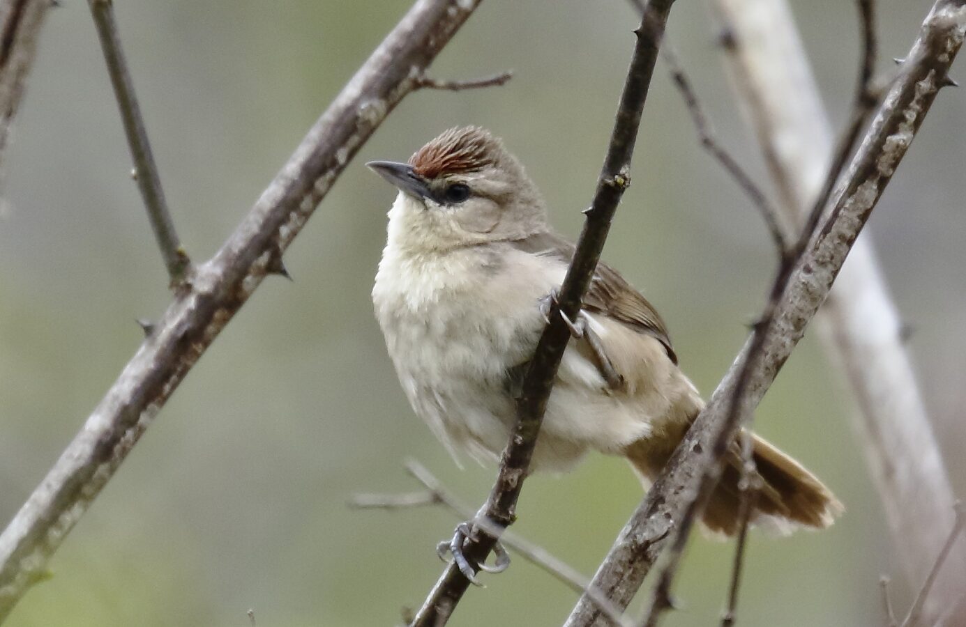 Rufous-fronted Thornbird
