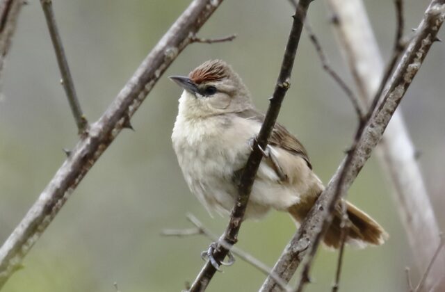 Rufous-fronted Thornbird