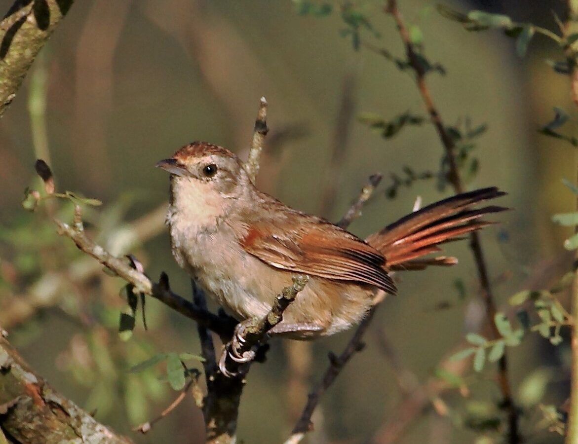 Little Thornbird