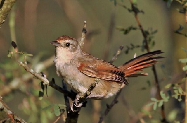 Little Thornbird