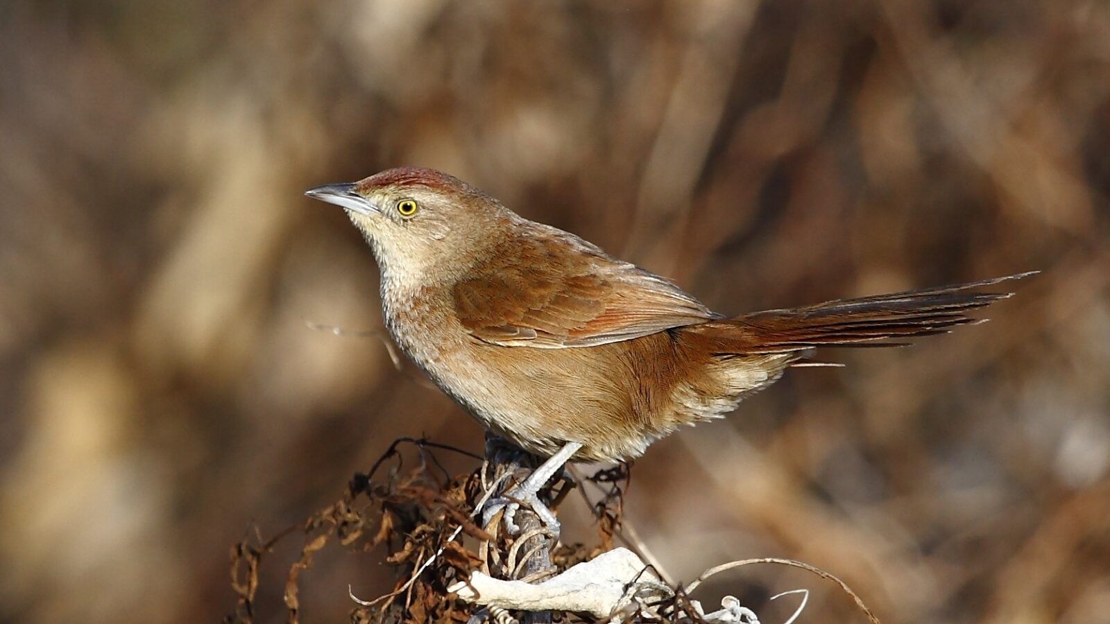 Freckle-breasted Thornbird