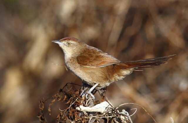 Freckle-breasted Thornbird