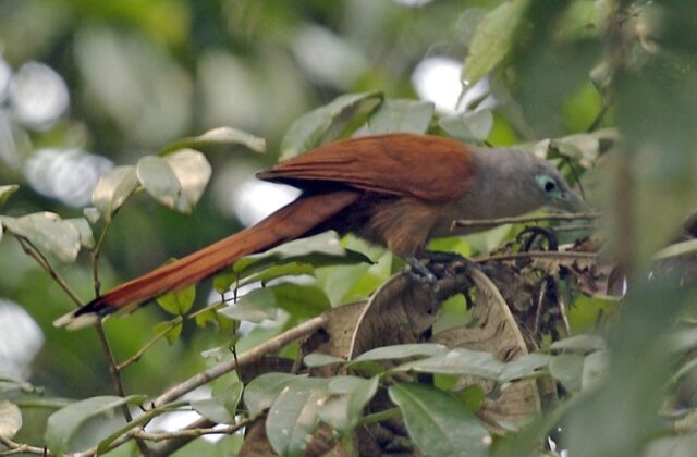 Raffles’s Malkoha