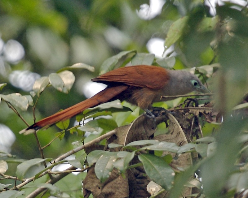 Raffles’s Malkoha