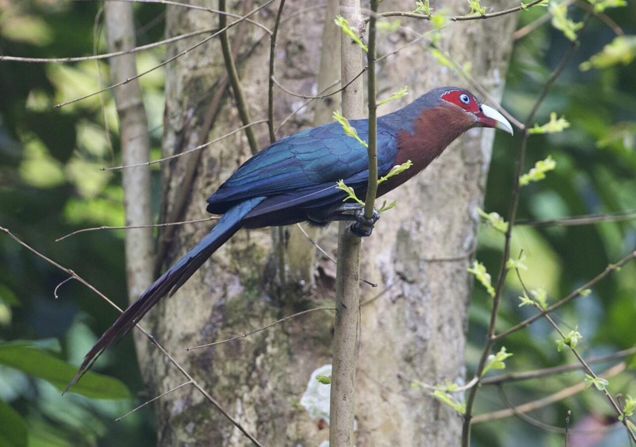 Chestnut-breasted Malkoha