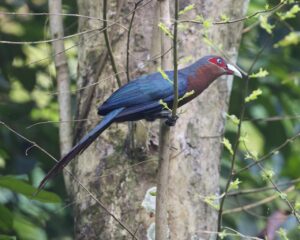 Chestnut-breasted Malkoha